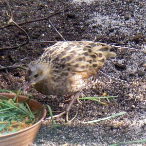 Corncrake (Crex crex)