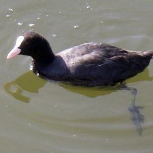 Black Coot (Fulica atra)