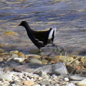 Common Moorhen (Gallinula chloropus)