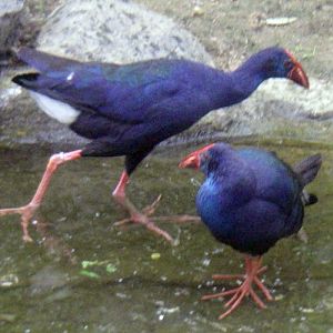 Purple Swamphens (Porphyrio porphyrio)