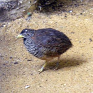 Black-breasted Buttonquail (Turnix suscitator)
