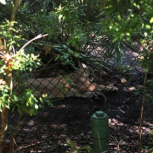 Florida Panther at Jacksonville, 10/10/13