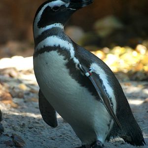 Magellanic Penguin at Jacksonville, 10/10/13