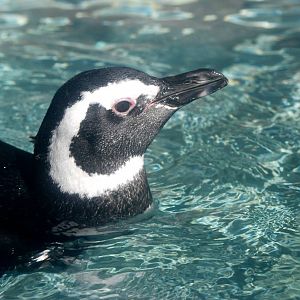 Magellanic Penguin at Jacksonville, 10/10/13