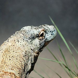 Komodo Dragon at Jacksonville, 10/10/13