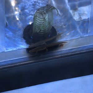 Striped Newt at Jacksonville, 10/10/13