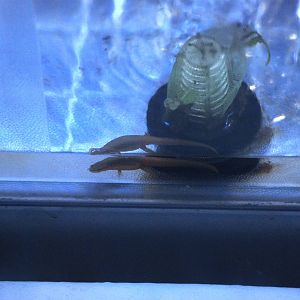 Striped Newt at Jacksonville, 10/10/13