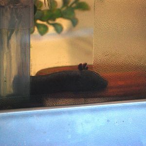 Gulf Coast Waterdog at Jacksonville, 10/10/13