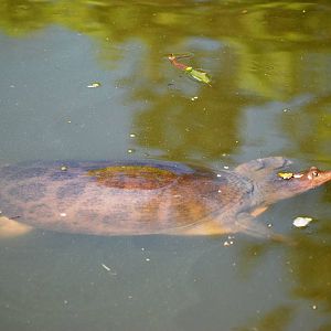 Florida Softshell Turtle at Jacksonville, 10/10/13