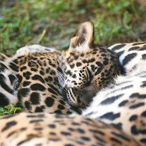 Jaguar Cub at Jacksonville, 10/10/13