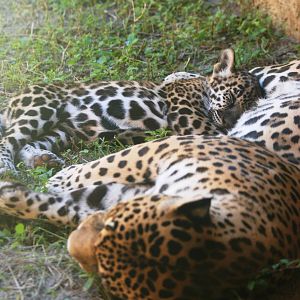 Jaguar and Cub at Jacksonville, 10/10/13