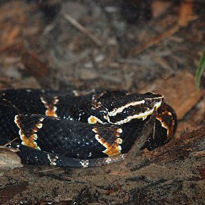 Taylor's Cantil at Jacksonville, 10/10/13