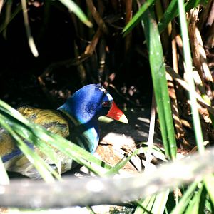 Purple Gallinule at Jacksonville, 10/10/13