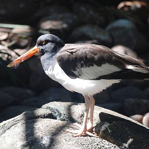 American Oystercatcher at Jacksonville, 10/10/13