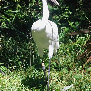 Whooping Crane at Jacksonville, 10/10/13
