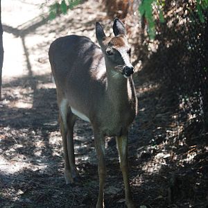 Florida White-tailed Deer at Jacksonville, 10/10/13