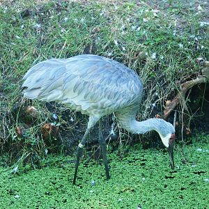 Sandhill Crane at Jacksonville, 10/10/13