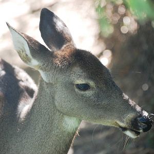 Florida White-tailed Deer at Jacksonville, 10/10/13