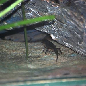 Peninsular Newt at Jacksonville, 10/10/13