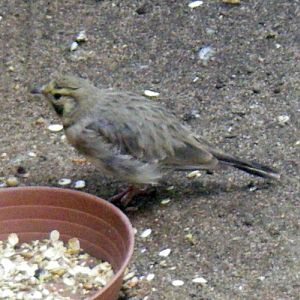 Horned Lark (Eremophila alpestris)