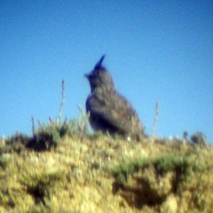 Crested Lark (Galerida cristata)