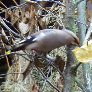 Bohemian Waxwing (Bombycilla garrulus)
