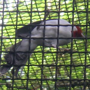 Red-cowled Cardinal (Paroaria dominicana)