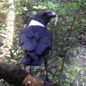 White-necked Raven (Corvus albicollis)