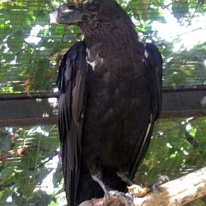 White-necked Raven (Corvus albicollis)