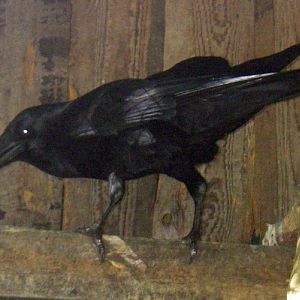 Common Raven (Corvus corax)