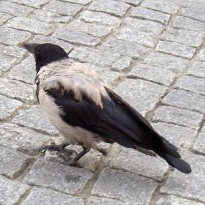 Common (Hooded) Crow (Corvus corone (cornix))