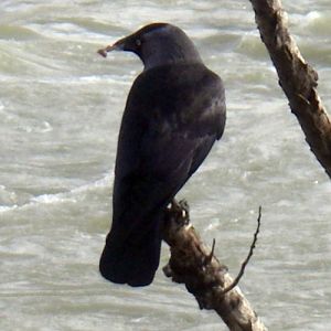 Common Jackdaw (Corvus monedula)