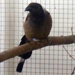 Sumatran Treepie (Dendrocitta occipitalis)