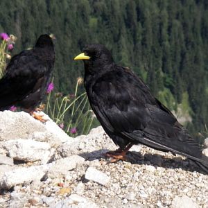 Alpine Choughs (Pyrrhocorax graculus)