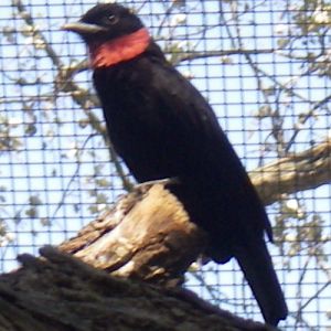 Purple-throated Fruitcrow (Querula purpurata)