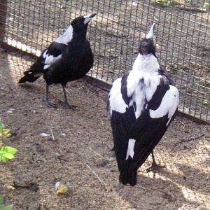 Australian Magpie (Gymnorhina tibicen)