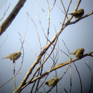 Corn Buntings (Emberiza calandra)