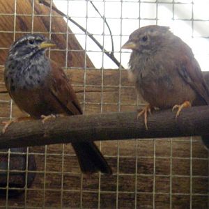 Striolated Buntings (Emberiza striolata)