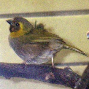 Cuban Grassquit (Tiaris canora)