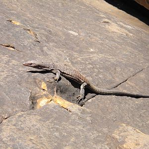 Freckled Monitor, Watarrka National Park, NT