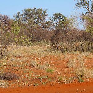 Dingo, Watarrka National Park, NT