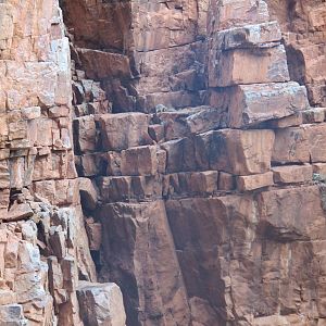 Black-footed Rock Wallaby, West MacDonnell National Park, NT