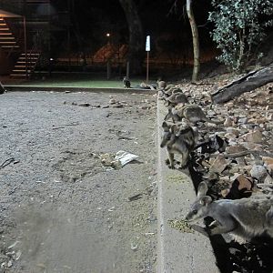 Black-footed Rock Wallabies, Alice Springs, NT