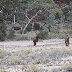 Brumbies, Finke Gorge National Park, NT