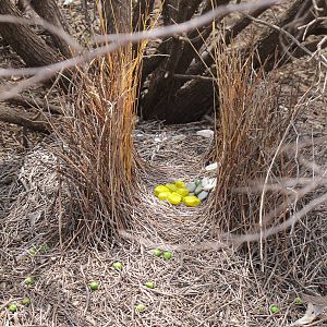 Western Bowerbird Bower, Alice Springs, NT