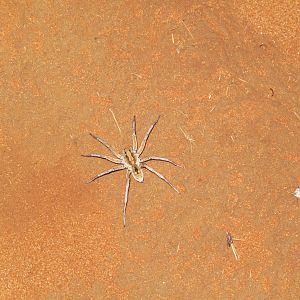 Wolf Spider, Watarrka National Park, NT