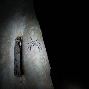 Huntsman Spider, West MacDonnell National Park, NT