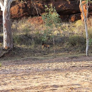 Dingo, Finke Gorge National Park, NT