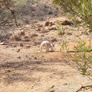 Red Kangaroo, Alice Springs, NT