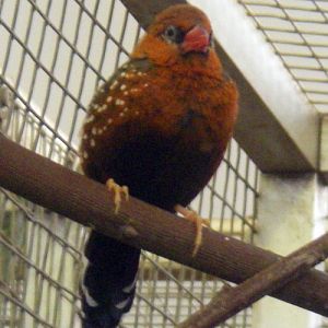 Red Avadavat (Amandava amandava)